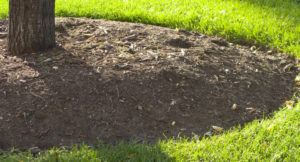 mulch around trees