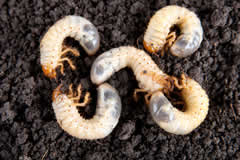 Japanese Beetle Grub in Milwaukee