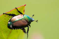 Japanese Beetle close up in Milwaukee