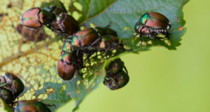 Japanese beetles congregating on a leaf