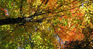 sugar maple tree in fall