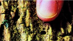 EAB Emerald Ash Borer exit hole