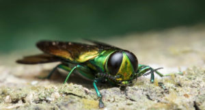 Emerald Ash Borer Treatment