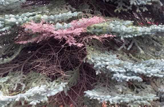 Diseased Evergreen Tree