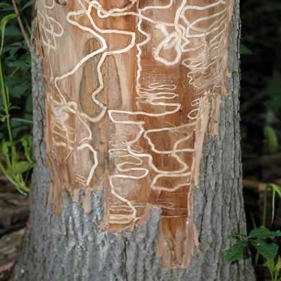 Emerald Ash Borer Control by M&M Tree Care in Milwaukee, WI
