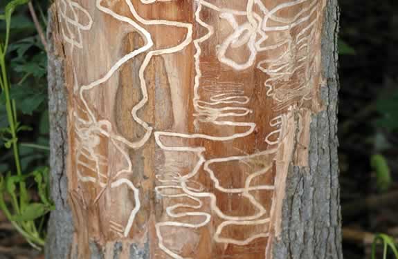 Emerald Ash Borer trails on tree