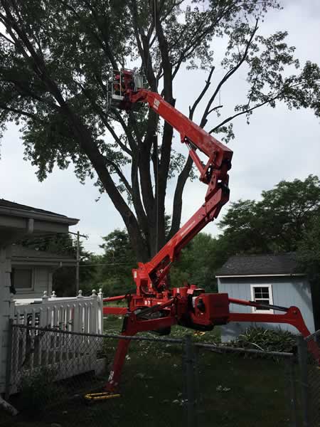 Tree being removed by M&M Tree Care