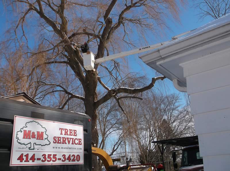 Tree Removal Service - M&M Tree Care