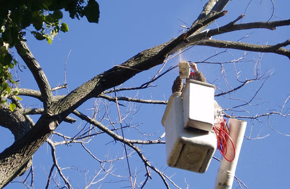 Tree Trimming & Pruning by M&M Tree Care in Milwaukee, WI