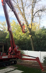 Tree Trimming & Pruning - M&M Tree Care