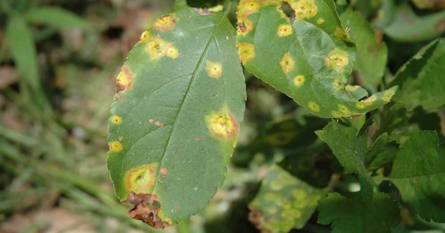 Cedar Apple Rust Tree Disease