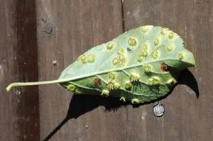 Cedar Apple Rust Tree Disease on Cedar Tree Leaf