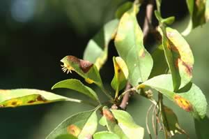 Cedar Apple Rust Tree Disease on Apple Tree Leaf