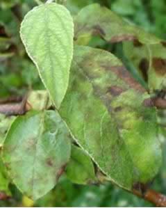 scab disease - tree fungus