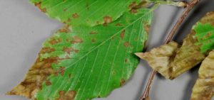 Leaf with Anthracnose