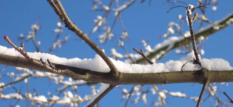 winter trees - snow on branch