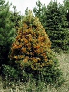 Needle Cast on Pine Tree