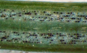 needle cast treated symptoms spotted easily include late autumn winter through most