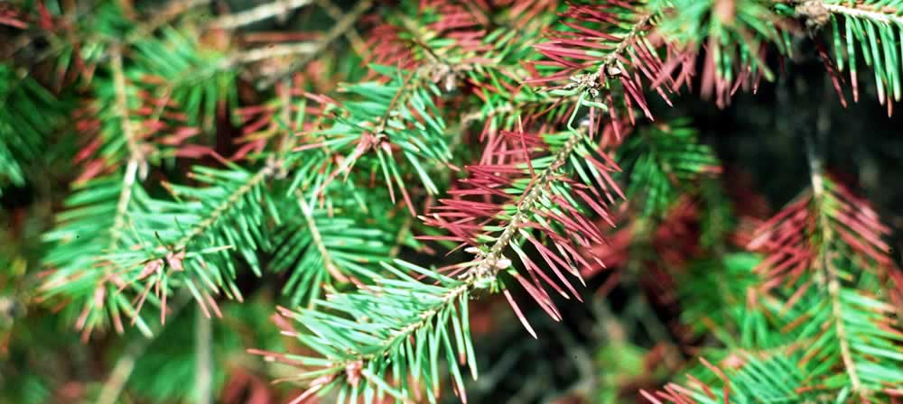 needle blight spruce trees