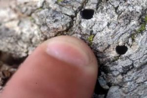 Emerald Ash Borer Hole