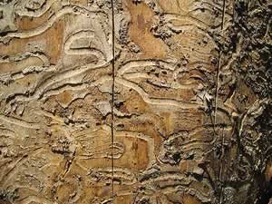 Emerald Ash Borer galleries