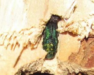 Emerald Ash Borer in Firewood