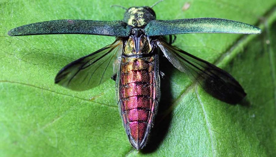 Emerald Ash Borer wings out