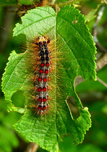 Gypsy Moth Caterpillar