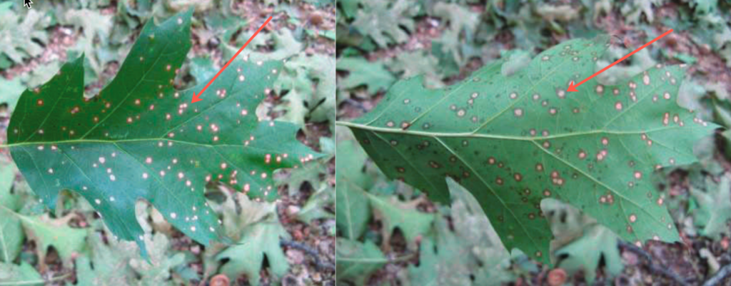 Leaf Spots on an Oak Leaf, top and bottom