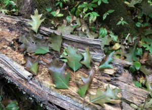 Oak Leaves infected with Oak Wilt