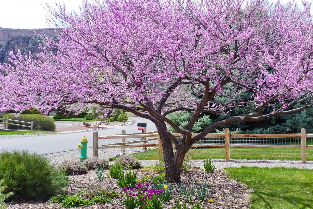 Purple Dogwood Tree