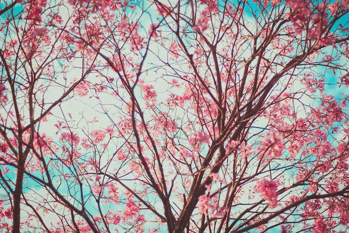 Tree with pink flowers on it