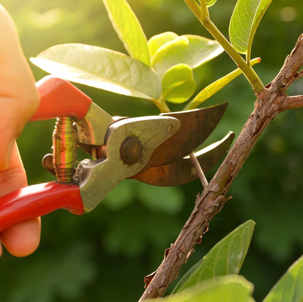 Pruning trees and bushes