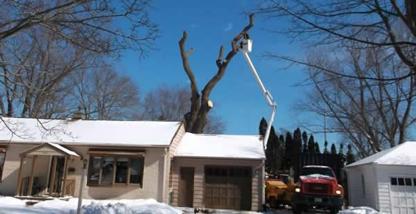 Winter Tree Pruning Removal