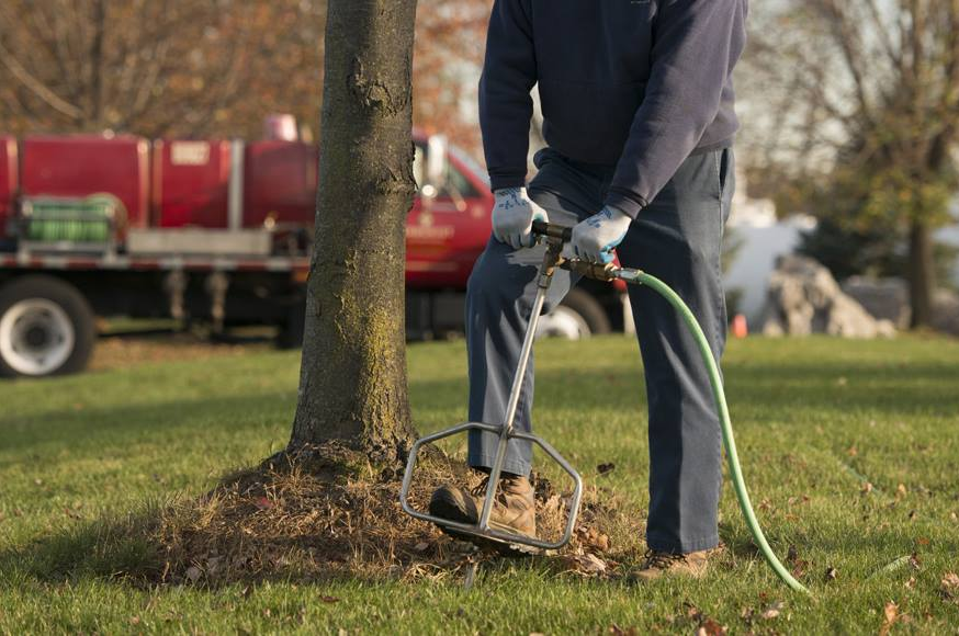 tree fertilizing