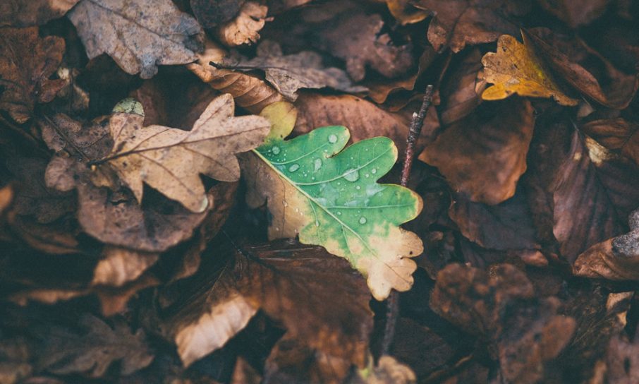 Oak Leaves - Tree Diseases Oak Wilt
